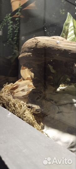 Императорский Удав Salmon