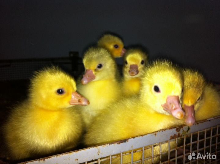 Гусята Линда и Крупно серые