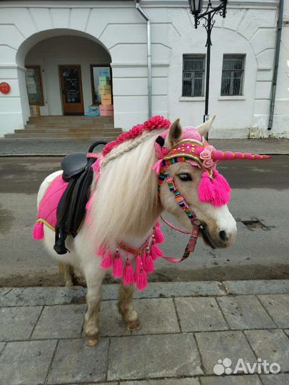 Катание на лошадях