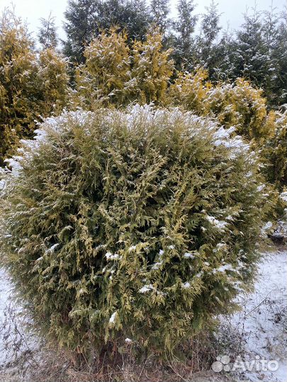Туя шаровидная Глобоза