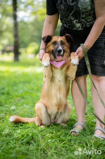 Самая добрая,спокойная и милая Собака