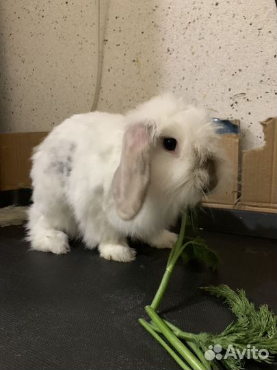 Декоративный кролик с клеткой