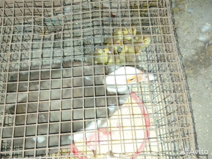 Индоутка мускусная утка с утятами