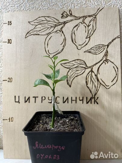 Лимон Мелароза