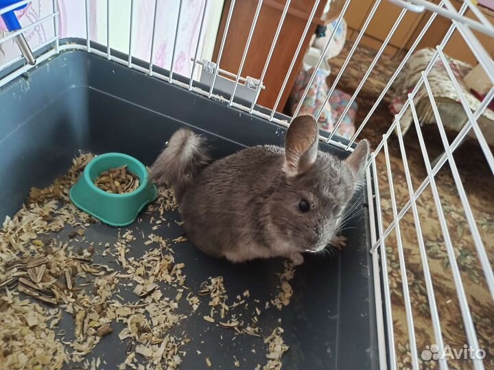 Шиншилла Сапфир