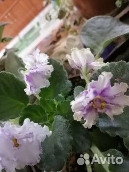 Фиалка в горшках цветущие и детки фиалок