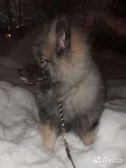 Передержка,выгул собак и грызунов