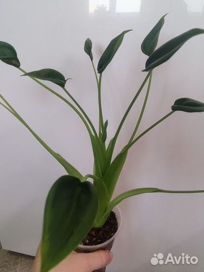 Алоказия крошечные танцовщицы