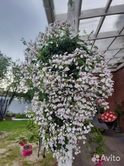 Герань пеларгония плющелистная