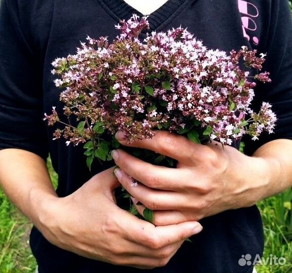 Душица Орегано