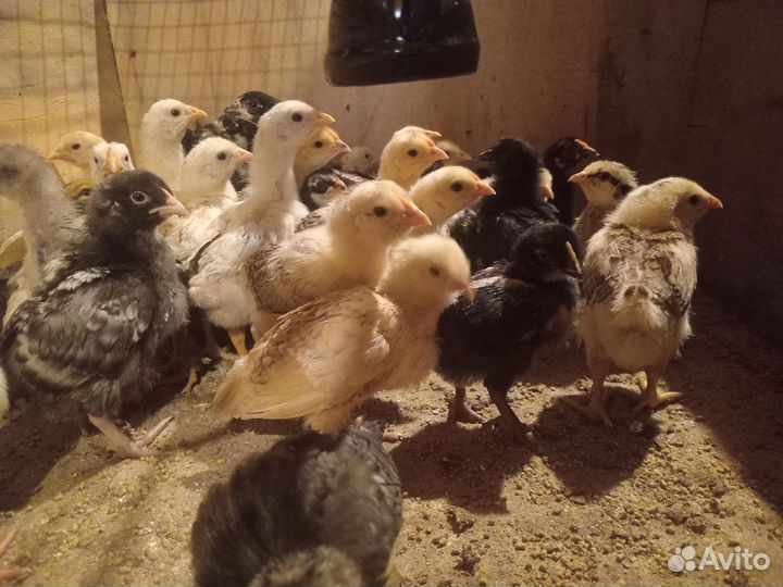 Цыплята