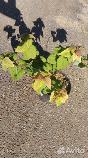 Мискантус Гном