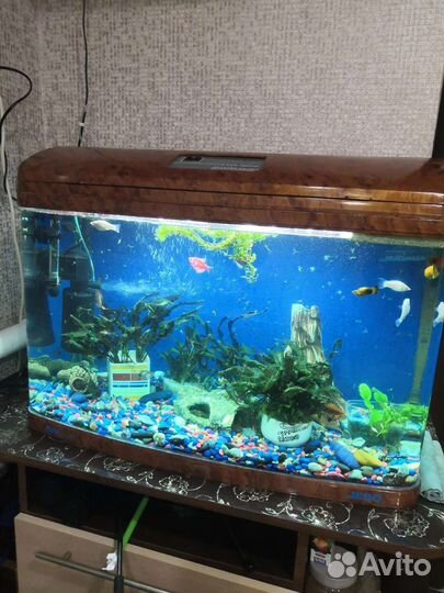 Аквариум