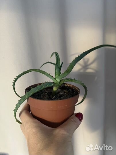 Алоэ столетник комнатые цветы