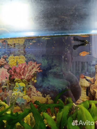 Аквариумные рыбы