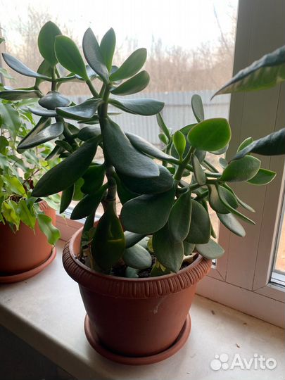 Комнатные растения цветы