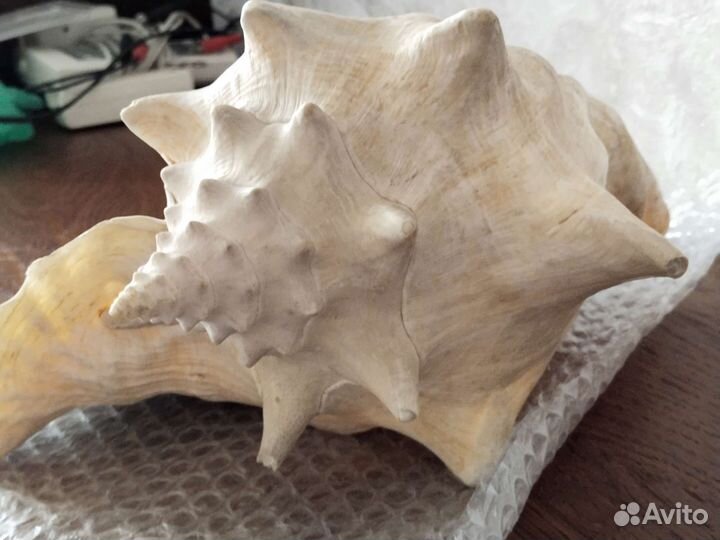 Морские ракушки