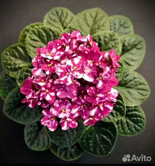 Фиалки, детки