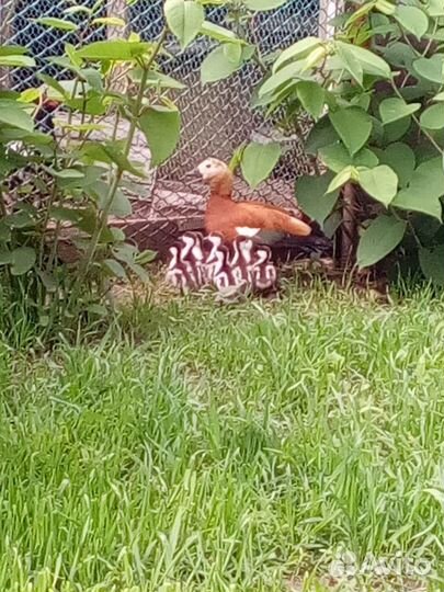 Фазаны, куры и инкубационное яйцо