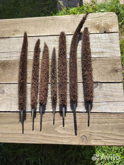 Свои семена. Томаты, перец, декоративные злаки