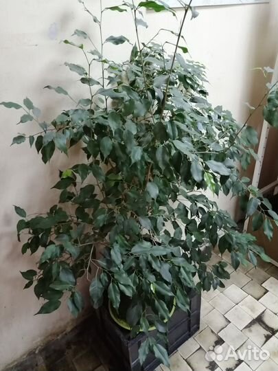 Фикус Бенджамина большой