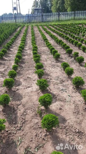 Туя западная смарагд