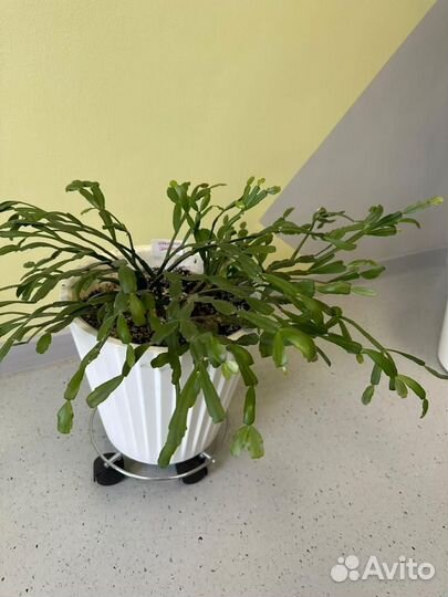 Комнатные цветы