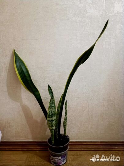 Сансевиерия лауренти