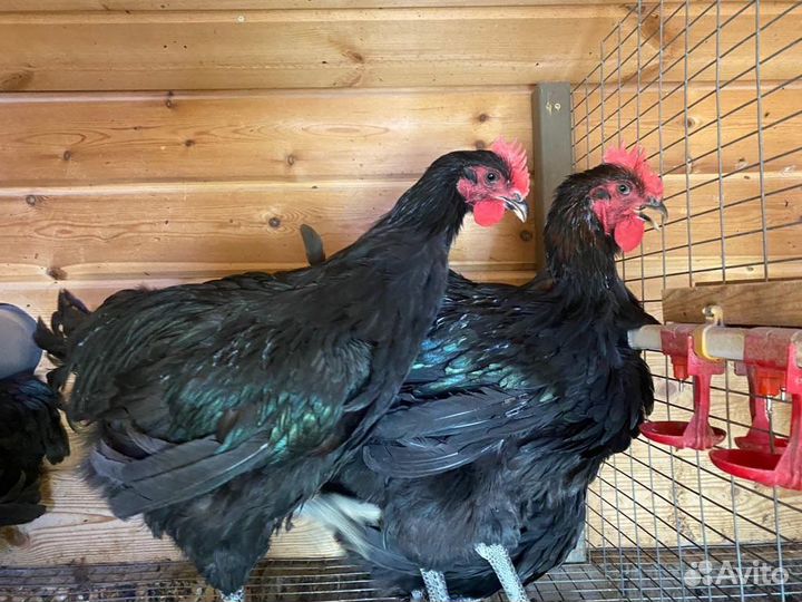 Куры петухи (петушки на мясо)