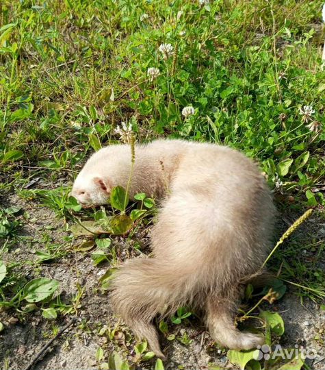 Норка, хорёк, соболь, ласка, белка доставка по РФ