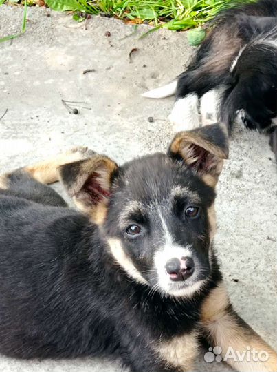 Собака в добрые руки щенок