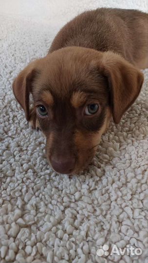 Щенки в добрые руки бесплатно