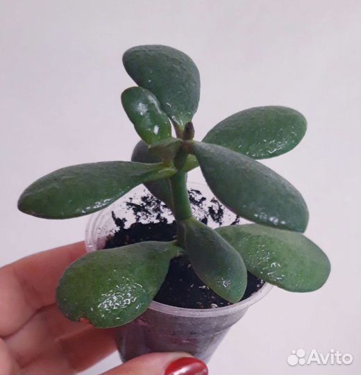 Крассула Минор