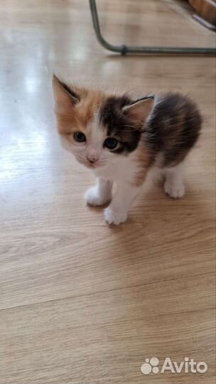 Котята в добрые руки 1 месяц