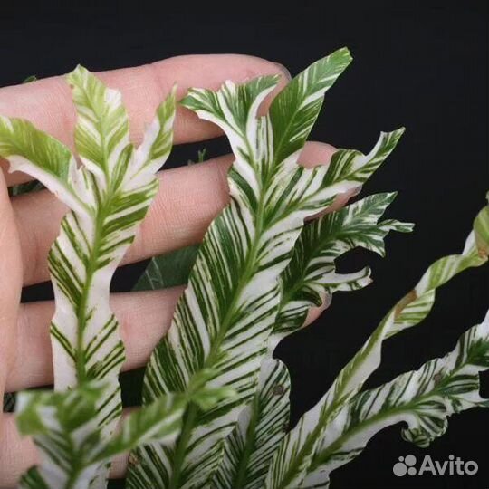 Асплениум нидус вариагатный