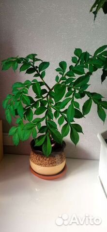 Аморфофаллус