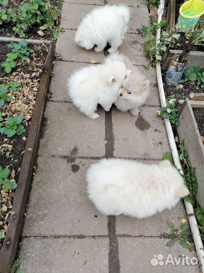 Щенки померанского шпица