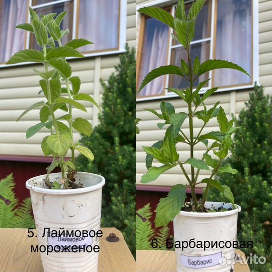 Мята сортовая