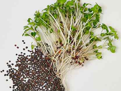 Семена микрозелени и салатов от 1 кг Италия