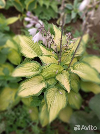 Хоста различные сорта