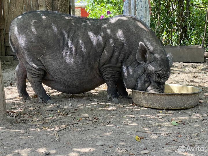 Поросята на мясо