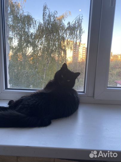 Отдам кота в добрые руки
