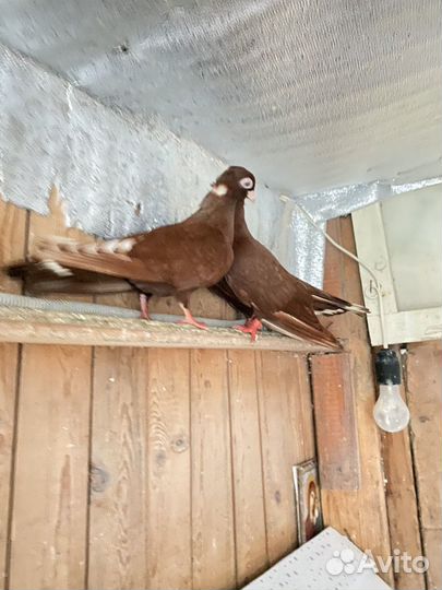 Голуби 3 пары по договорной цень