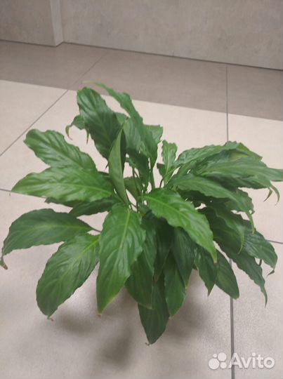 Спатифиллум