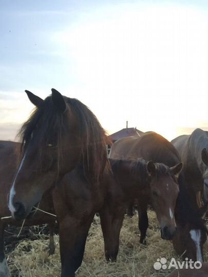 Орловский рысак