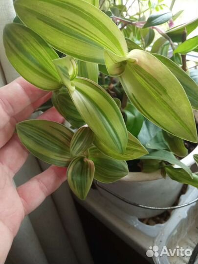 Традесканция Blossfeldiana Variegata Aurea