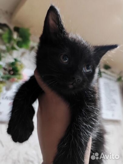 Котята мэйн кун
