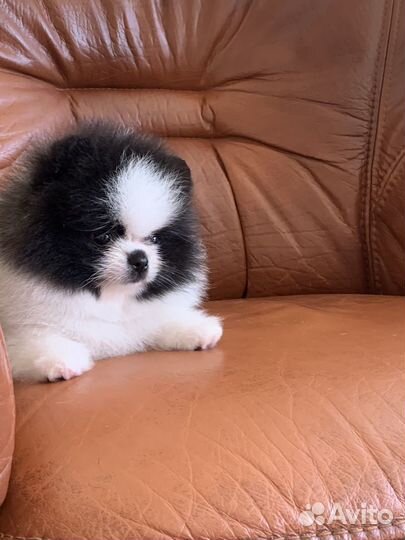 Щенки померанского шпица медвежьего типа