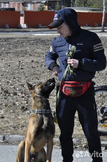 Коррекция нежелательного поведения собак