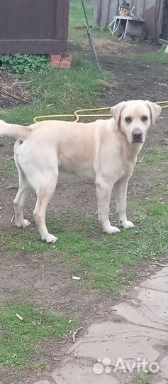 Кобель лабрадора вязка